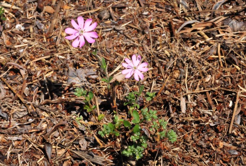 Silene canescens / Silene canescente